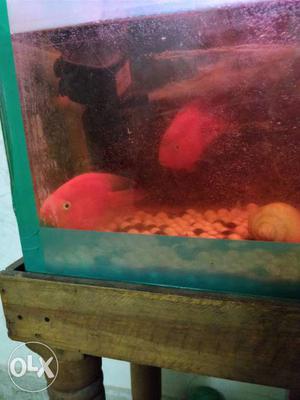 Two Red Pet Fishes