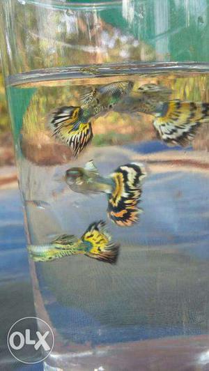 Variety guppy fish for sale Pair 50
