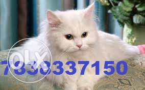 Very active Persian kitten male in for sell One kennel