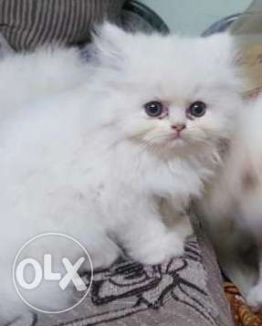 Very good Persian Cat kitan for sell