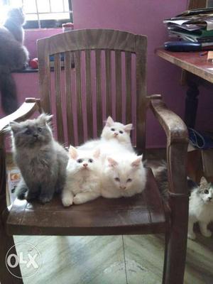 White And Grey Persian Kittens And Cat