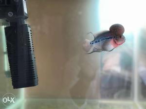 White, Blue, And Red Flowerhorn Cichlid