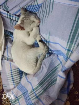 White Cat In Anantapur