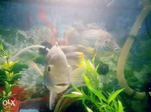 White Flowerhorn Fish