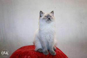 White Himalayan cat & case on delivery