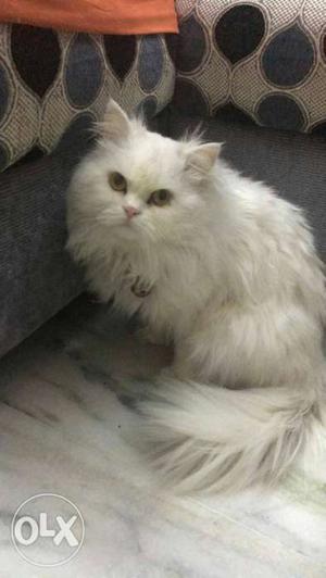 White Persian Cat 1 year old Male