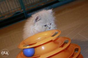 White Persian Cat And Orange Ball Cat Toy