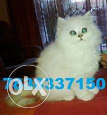 White Persian cat for sale plz contact in for sell One