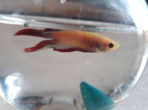 White and red bettafish (1 year old)