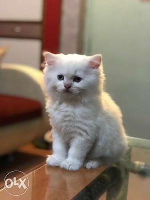 White & grey cat need to sell urgently.. 4months
