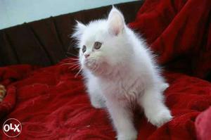 White little Dol face kitten