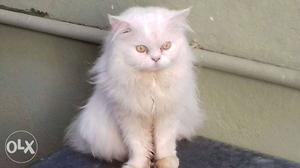 White male persian cat 3years old  black and