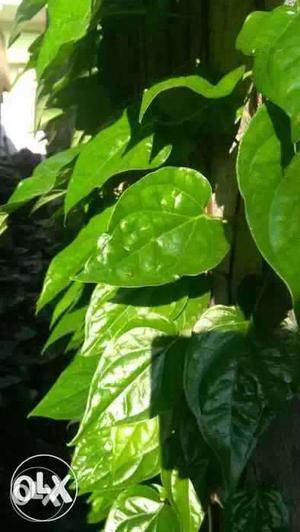 Tapakulu for sale natural growth baby plant's