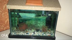 1 month used aquarium box with syntax top