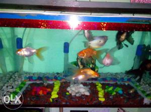 12 big fishes all fish size 8 to 10 inch. 1 black