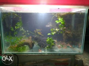16 inch aquarium with live plants and decorations