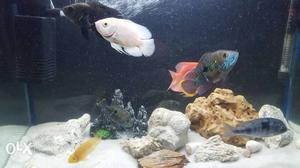 1by1 size, filter, Heater, decoration, 2 fast fishes,Toy,