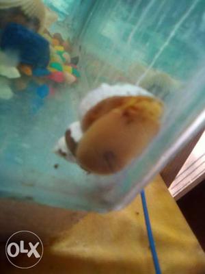 1pair of snail and good condition