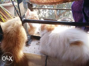 2 Cute Persian kittens 2.5 months old