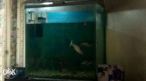 2 by 2 feet fish tank with oxygen motor and sand.