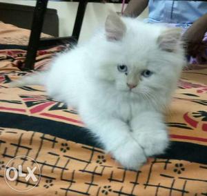 2 months old Persian cat..
