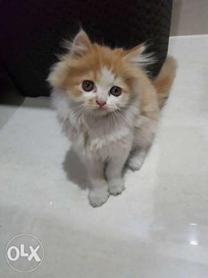 2 months old Persian cat(kitten)