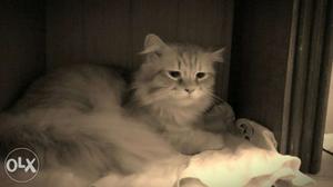 2 years old Persian male cate Healthy and active
