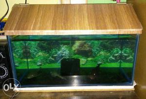 2fit tank with FlowerHorn fish 4inc only