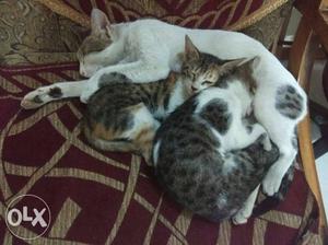 3.5 mnths kittens n a cat