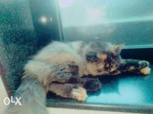 3 months Persian kitten pure breed (female)