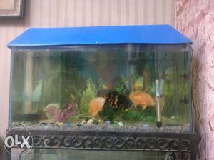 3"Ft Aquarium for sale Good condition without