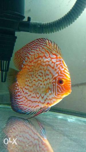 5.5 inch discus fish available for sale.. Variety
