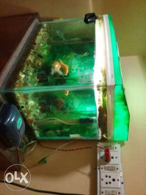 All inclusive 1.5 feet aquarium with fish and