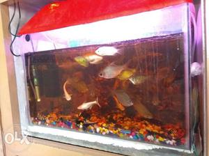 Aquarium 24inches with 35 fancy fishes with