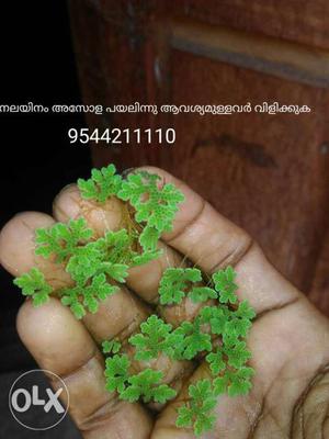 Azolla as chicken feed
