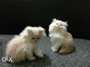 Beautiful Persian kittens Pure breed Litter