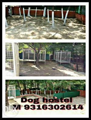 Best dog hostel and training school