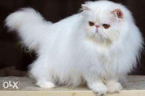Best quality of persion cat for sale in original price cash