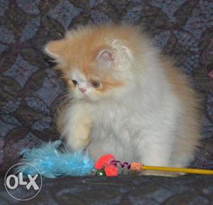 Bi colour persion cats for sale
