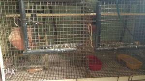 Black And Gray Steel Animal Cage
