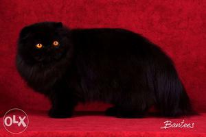 Black persian kitten in long fur end golden eyes available