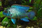 Blue accara fish each 350... fixed price 3 piece