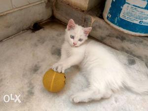 Blue eyed female persian kitten, price is