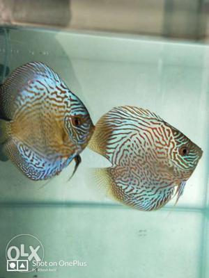 Blue pair for sell