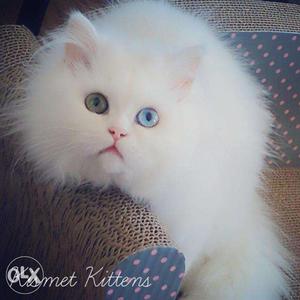 COD free so nice very active persian kitten for sale in