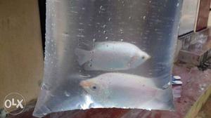 Combo Offer:2kissing gaura,2viel angle fish.