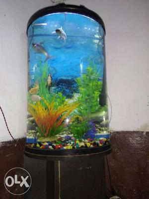 Complete fish aquarium for sales. Show peace
