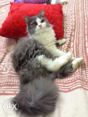 Cute female Persian cat