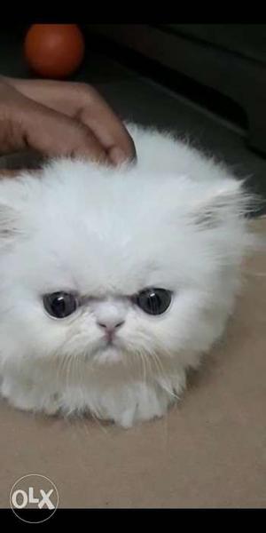 Cute fully white persion cat for sell