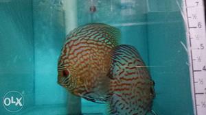 Discus fish set pair